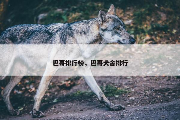 巴哥排行榜，巴哥犬舍排行