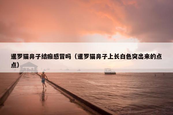 暹罗猫鼻子结痂感冒吗（暹罗猫鼻子上长白色突出来的点点）