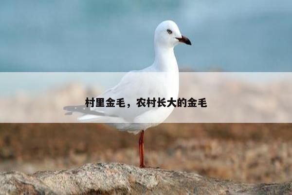 村里金毛，农村长大的金毛