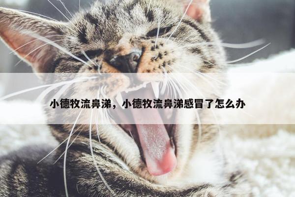 小德牧流鼻涕，小德牧流鼻涕感冒了怎么办