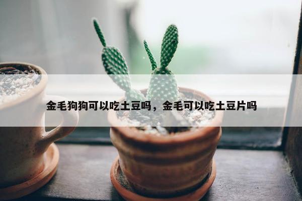 金毛狗狗可以吃土豆吗，金毛可以吃土豆片吗