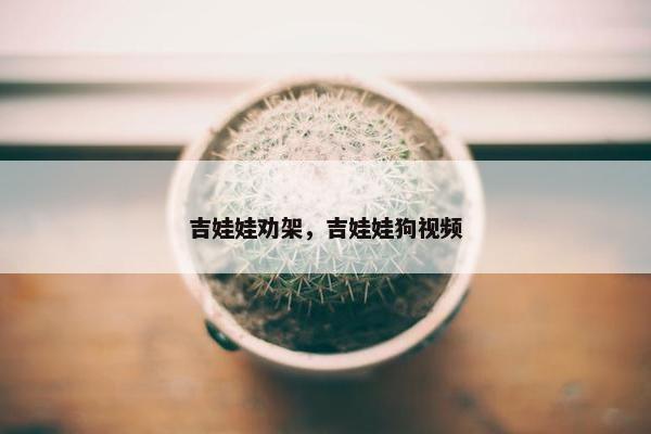 吉娃娃劝架，吉娃娃狗视频