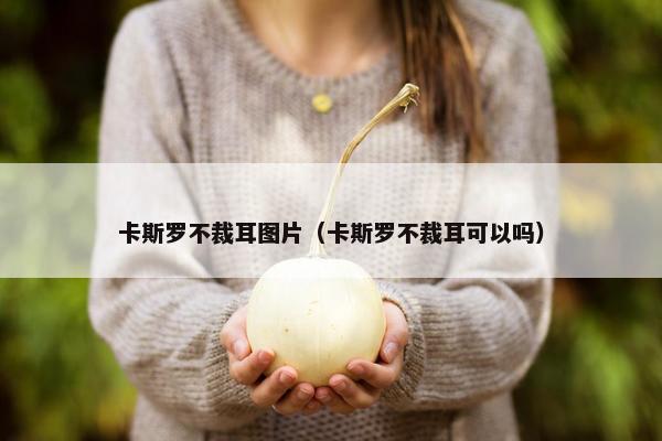 卡斯罗不裁耳图片（卡斯罗不裁耳可以吗）