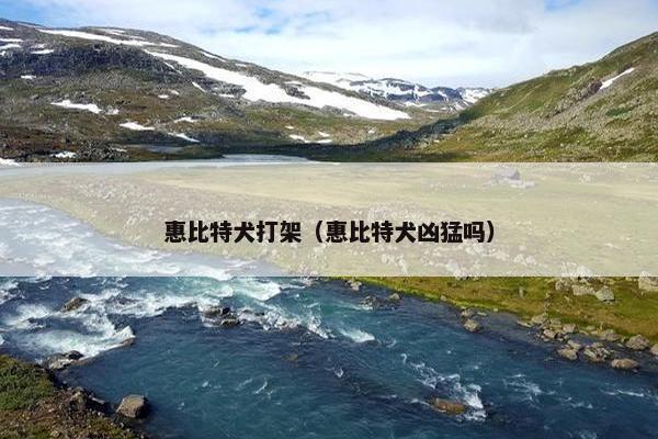 惠比特犬打架（惠比特犬凶猛吗）