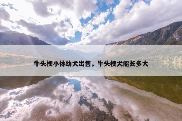 牛头梗小体幼犬出售，牛头梗犬能长多大