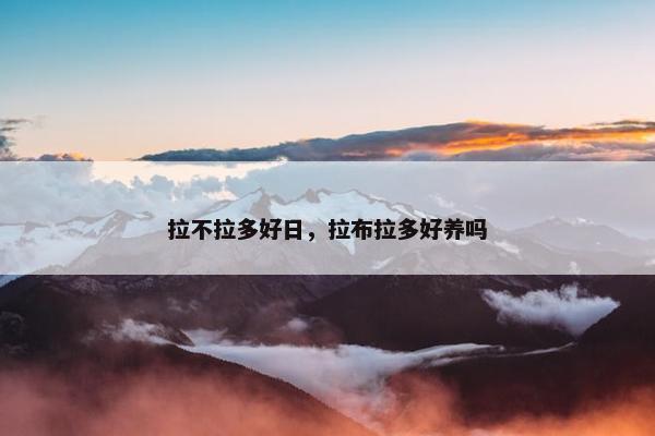 拉不拉多好日，拉布拉多好养吗