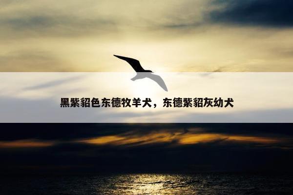 黑紫貂色东德牧羊犬，东德紫貂灰幼犬
