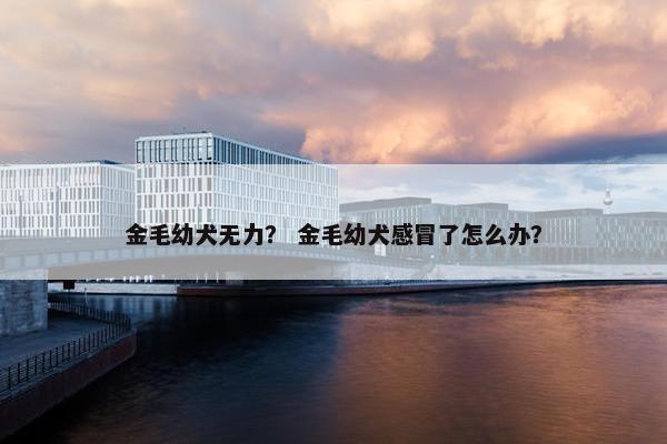 金毛幼犬无力？ 金毛幼犬感冒了怎么办？