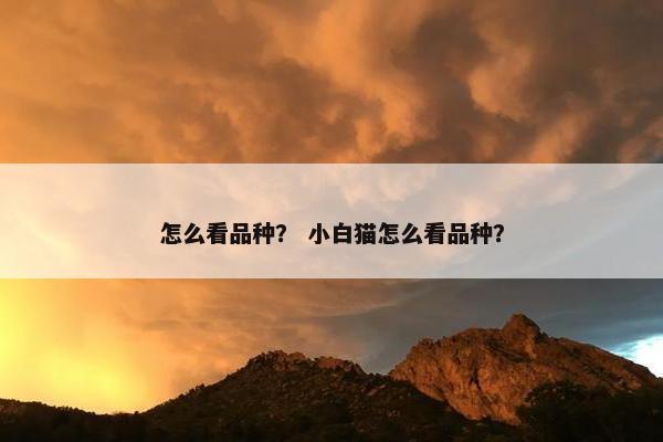 怎么看品种？ 小白猫怎么看品种？