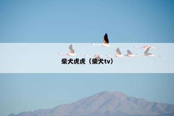 柴犬虎虎（柴犬tv）