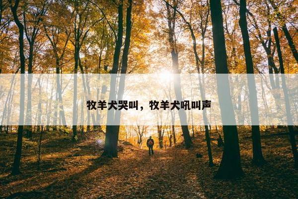牧羊犬哭叫，牧羊犬吼叫声
