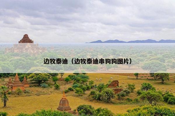 边牧泰迪（边牧泰迪串狗狗图片）