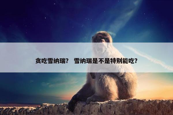 贪吃雪纳瑞？ 雪纳瑞是不是特别能吃？