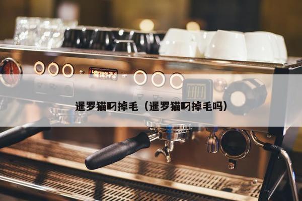 暹罗猫叼掉毛（暹罗猫叼掉毛吗）
