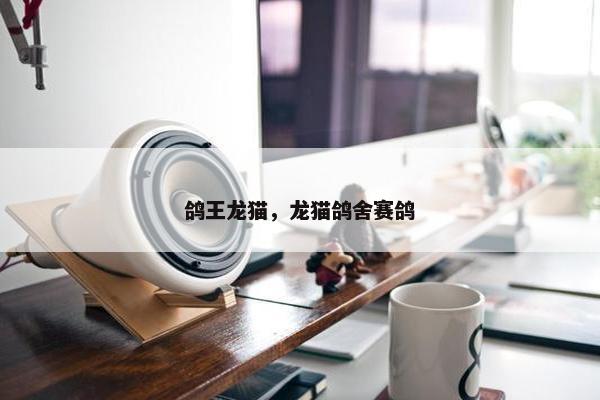 鸽王龙猫，龙猫鸽舍赛鸽
