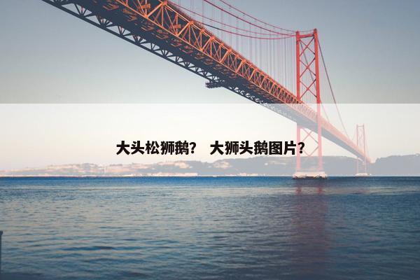 大头松狮鹅？ 大狮头鹅图片？