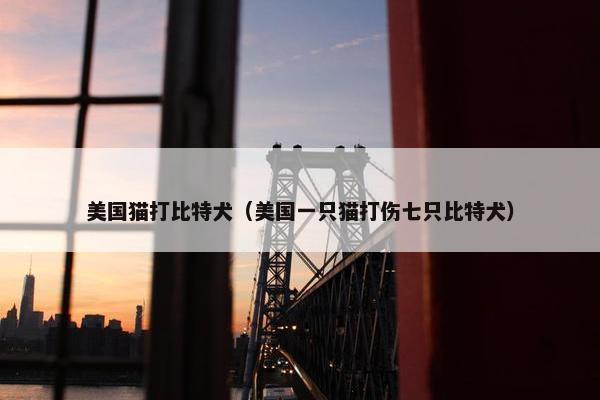 美国猫打比特犬（美国一只猫打伤七只比特犬）