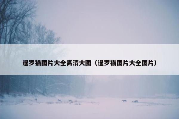 暹罗猫图片大全高清大图（暹罗猫图片大全图片）