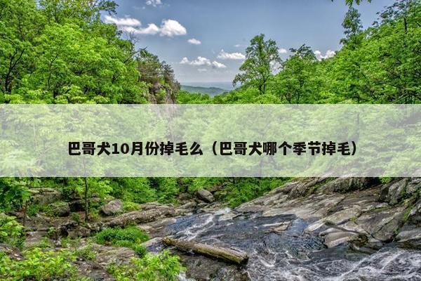 巴哥犬10月份掉毛么（巴哥犬哪个季节掉毛）