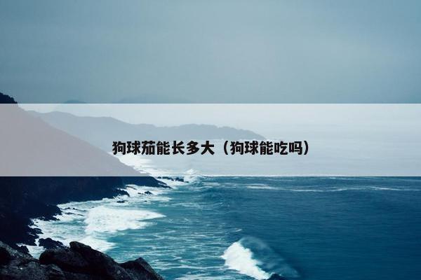 狗球茄能长多大（狗球能吃吗）