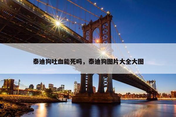 泰迪狗吐血能死吗，泰迪狗图片大全大图