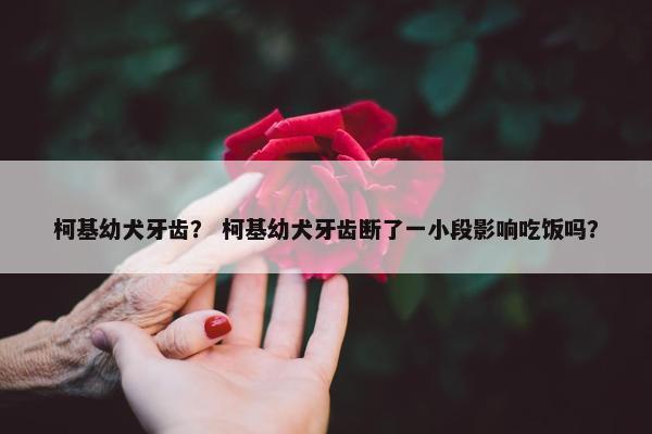 柯基幼犬牙齿？ 柯基幼犬牙齿断了一小段影响吃饭吗？