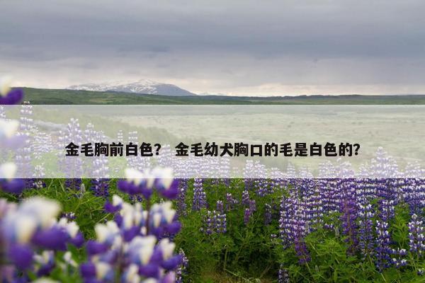 金毛胸前白色？ 金毛幼犬胸口的毛是白色的？