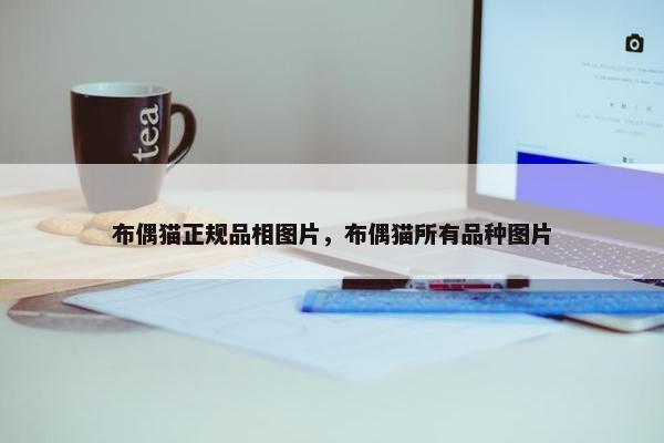 布偶猫正规品相图片，布偶猫所有品种图片