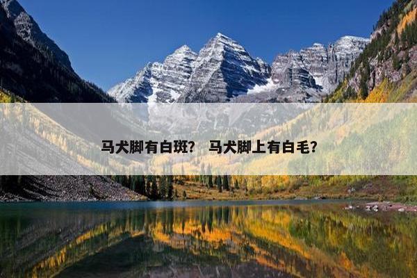 马犬脚有白斑？ 马犬脚上有白毛？