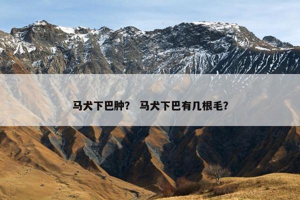 马犬下巴肿？ 马犬下巴有几根毛？