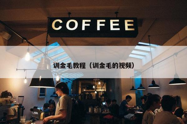 训金毛教程（训金毛的视频）