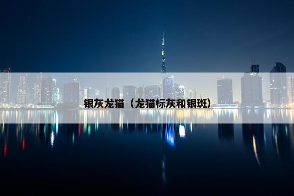 银灰龙猫（龙猫标灰和银斑）