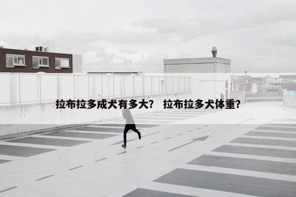 拉布拉多成犬有多大？ 拉布拉多犬体重？
