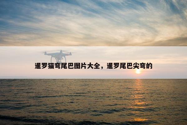 暹罗猫弯尾巴图片大全，暹罗尾巴尖弯的