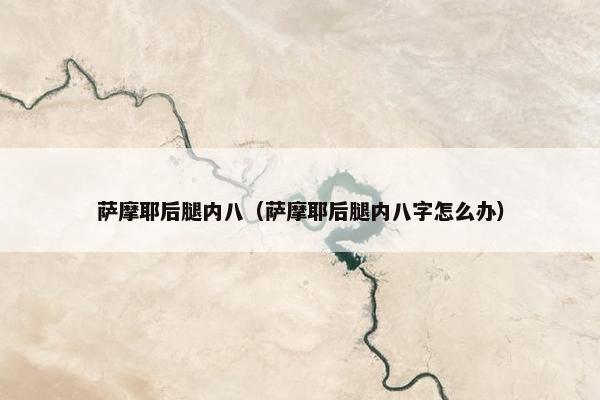 萨摩耶后腿内八（萨摩耶后腿内八字怎么办）