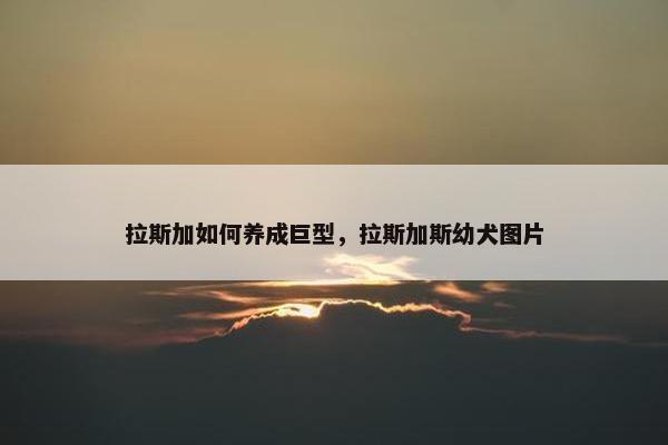 拉斯加如何养成巨型，拉斯加斯幼犬图片
