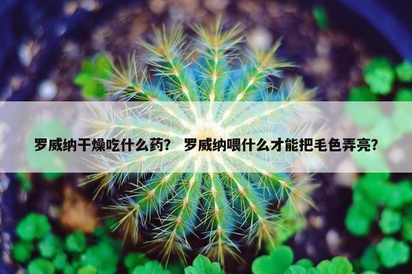 罗威纳干燥吃什么药？ 罗威纳喂什么才能把毛色弄亮？