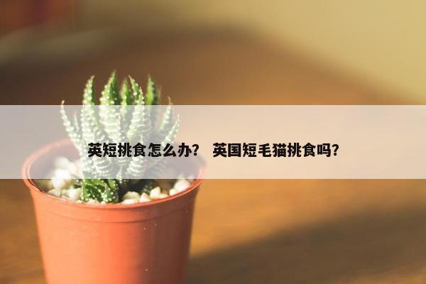 英短挑食怎么办？ 英国短毛猫挑食吗？