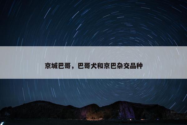 京城巴哥，巴哥犬和京巴杂交品种