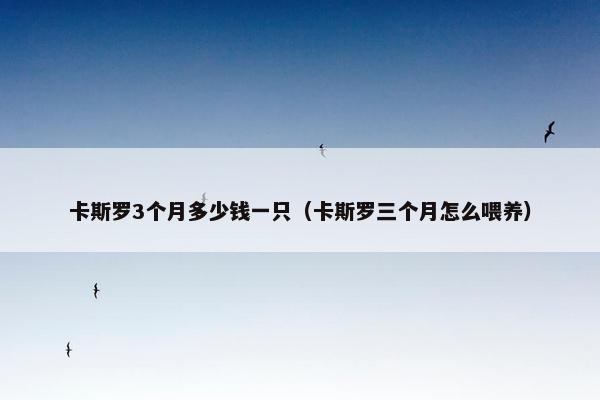 卡斯罗3个月多少钱一只（卡斯罗三个月怎么喂养）