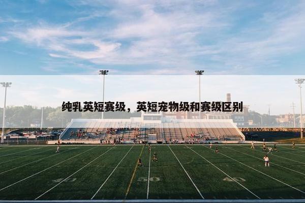 纯乳英短赛级，英短宠物级和赛级区别