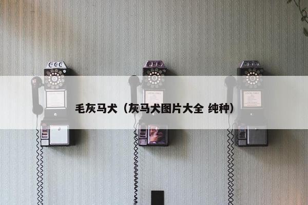 毛灰马犬（灰马犬图片大全 纯种）