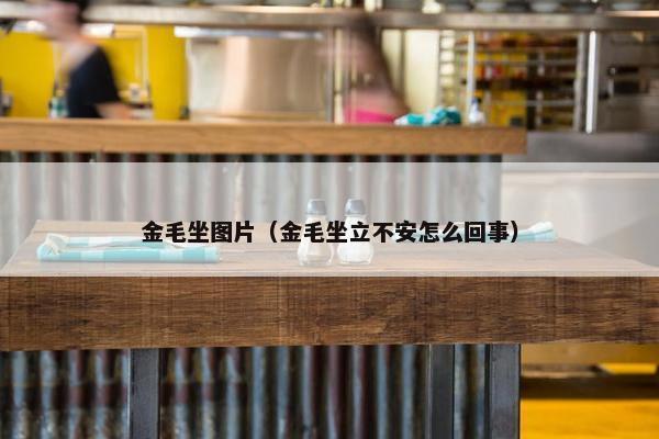 金毛坐图片（金毛坐立不安怎么回事）