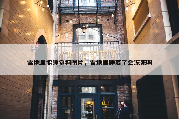 雪地里能睡觉狗图片，雪地里睡着了会冻死吗