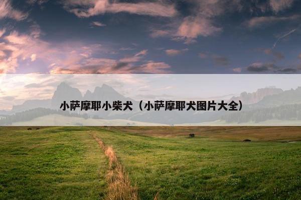 小萨摩耶小柴犬（小萨摩耶犬图片大全）