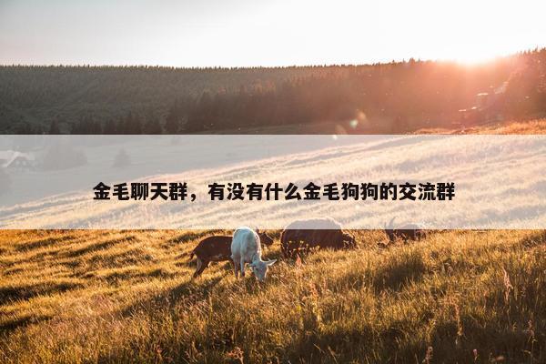 金毛聊天群，有没有什么金毛狗狗的交流群