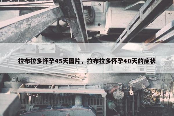 拉布拉多怀孕45天图片，拉布拉多怀孕40天的症状