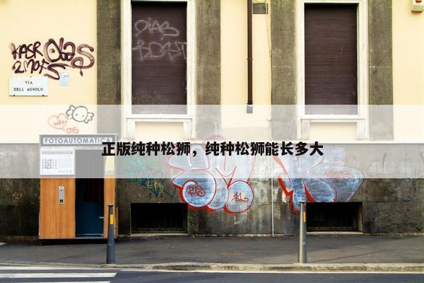 正版纯种松狮，纯种松狮能长多大