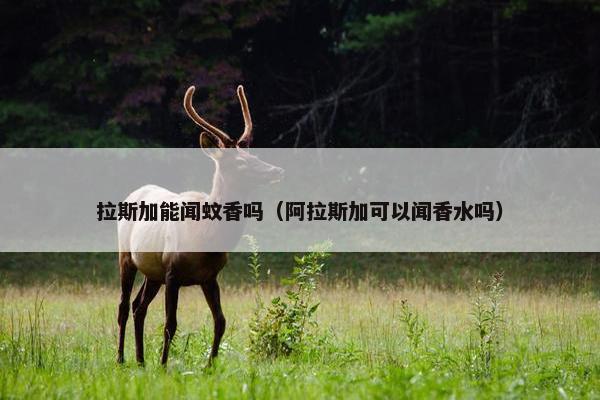 拉斯加能闻蚊香吗（阿拉斯加可以闻香水吗）