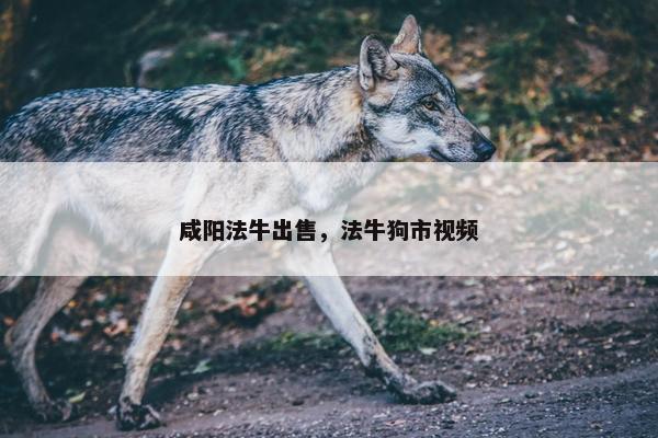 咸阳法牛出售，法牛狗市视频